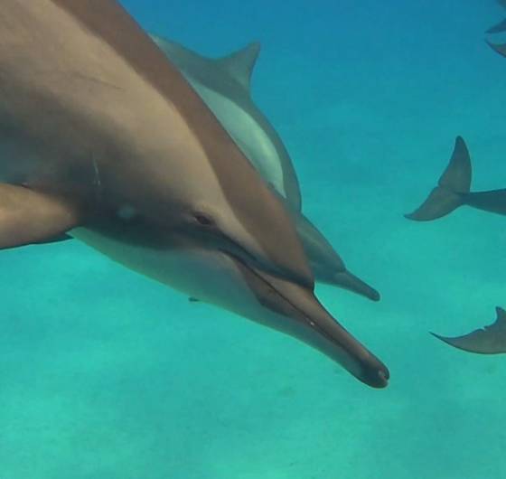 Spirituele agenda - Magical dolfijnen retreat in Egypte